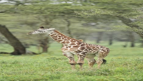 baby giraffe in the african savanna