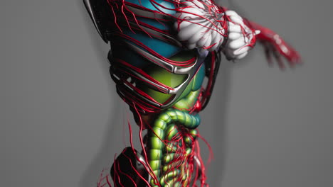 animation of human internal organs