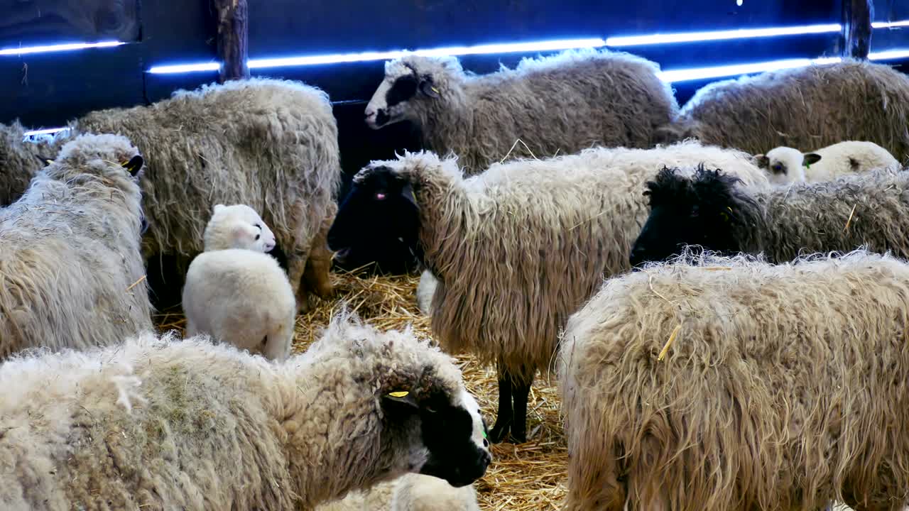 овцы и ягненки на сельскохозяйственных животных
