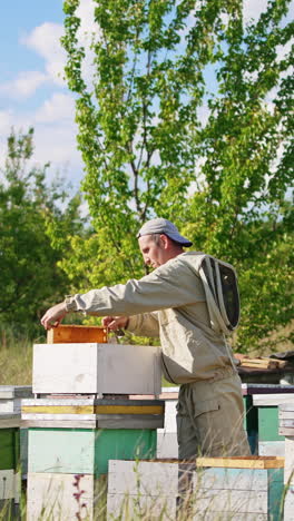 adult male apiarist putting a honey frame into a hive. experienced beekeeper taking care of his farm and bees. nature backdrop. vertical video