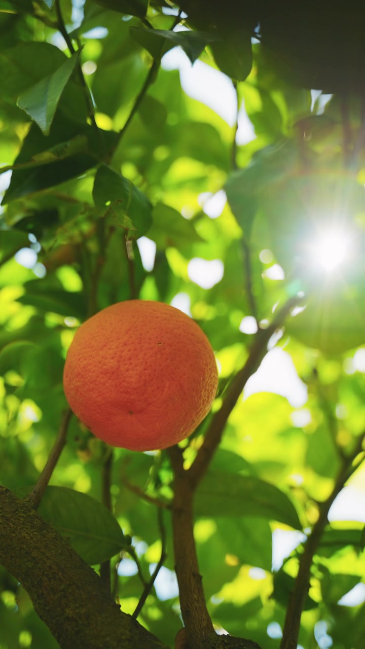 Arancia su ramo frondoso sotto il sole