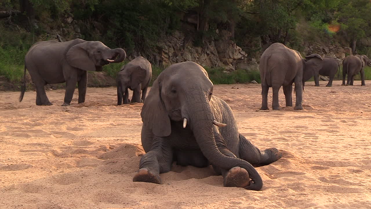 el elefante hembra descansa en el suelo arenoso mientras el resto del rebaño está detrás