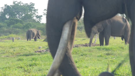 three sumatran elephants, trunks eating bamboo branches, rack focus with depth