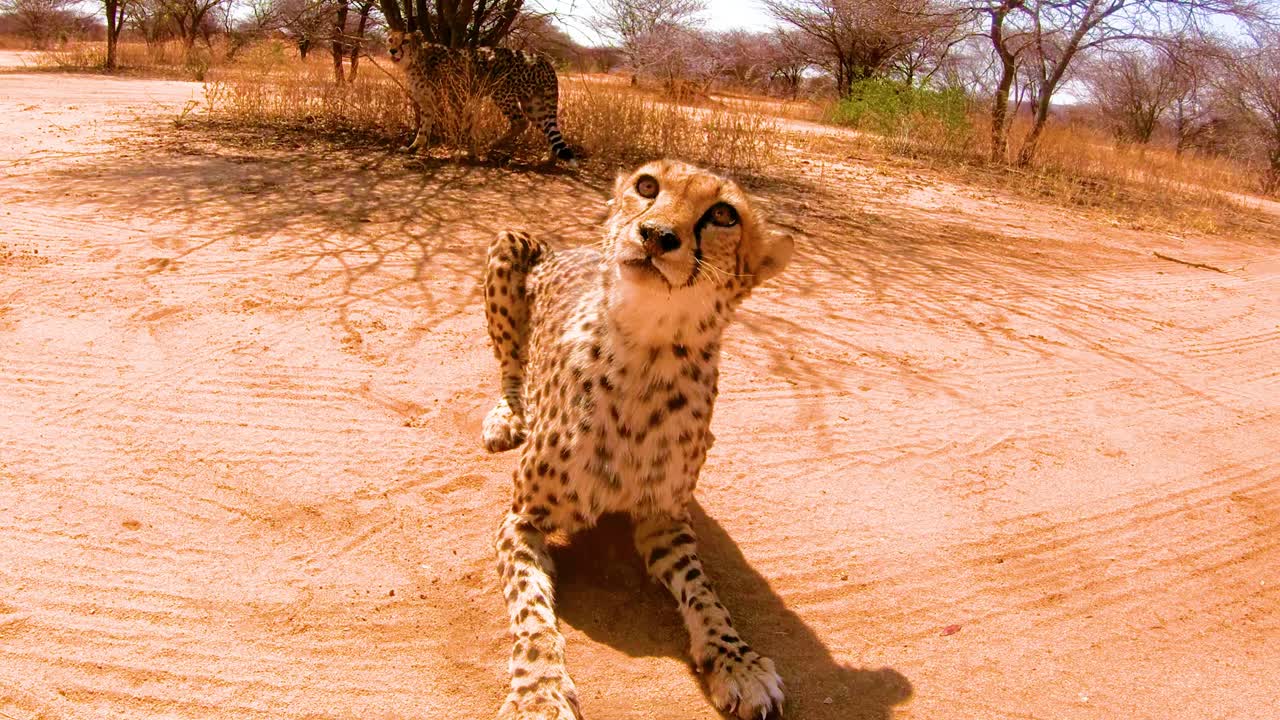 dos guepardos africanos gruñen y miran atentos antes de la hora de comer en un centro de conservación de guepardos en namibia