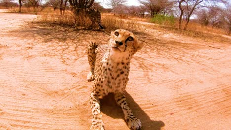 Zwei-Afrikanische-Geparden-Knurren-Knurren-Und-Schauen-Aufmerksam-Aus,-Bevor-Sie-In-Einem-Gepardenschutzzentrum-In-Namibia-Füttern