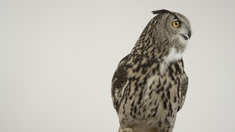 Eurasian-eagle-owl-on-white-background-full-body