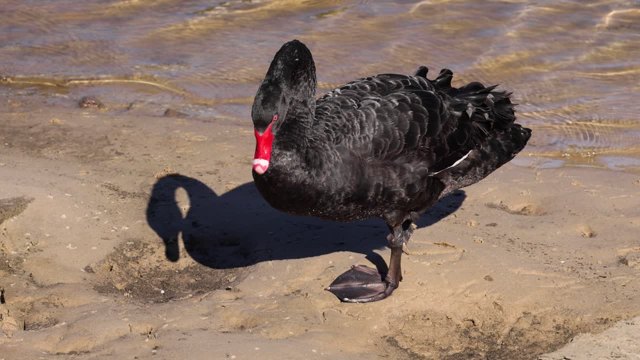 Cigno nero che cammina lungo la sponda sabbiosa di un canale
