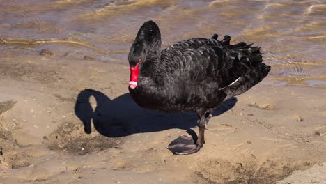 black swan walking along sandy canal shore