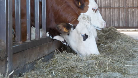 farm cows eating hay in the stable