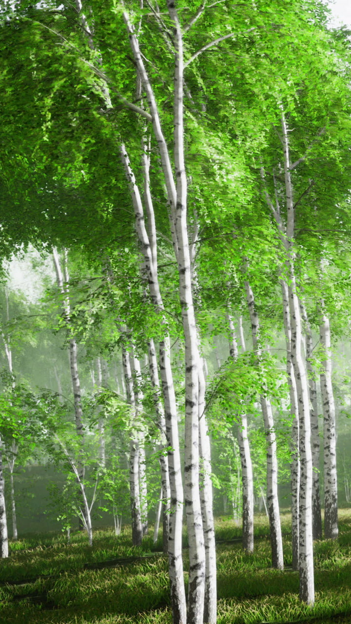 Lush green forest with white birch trees basking in the morning light