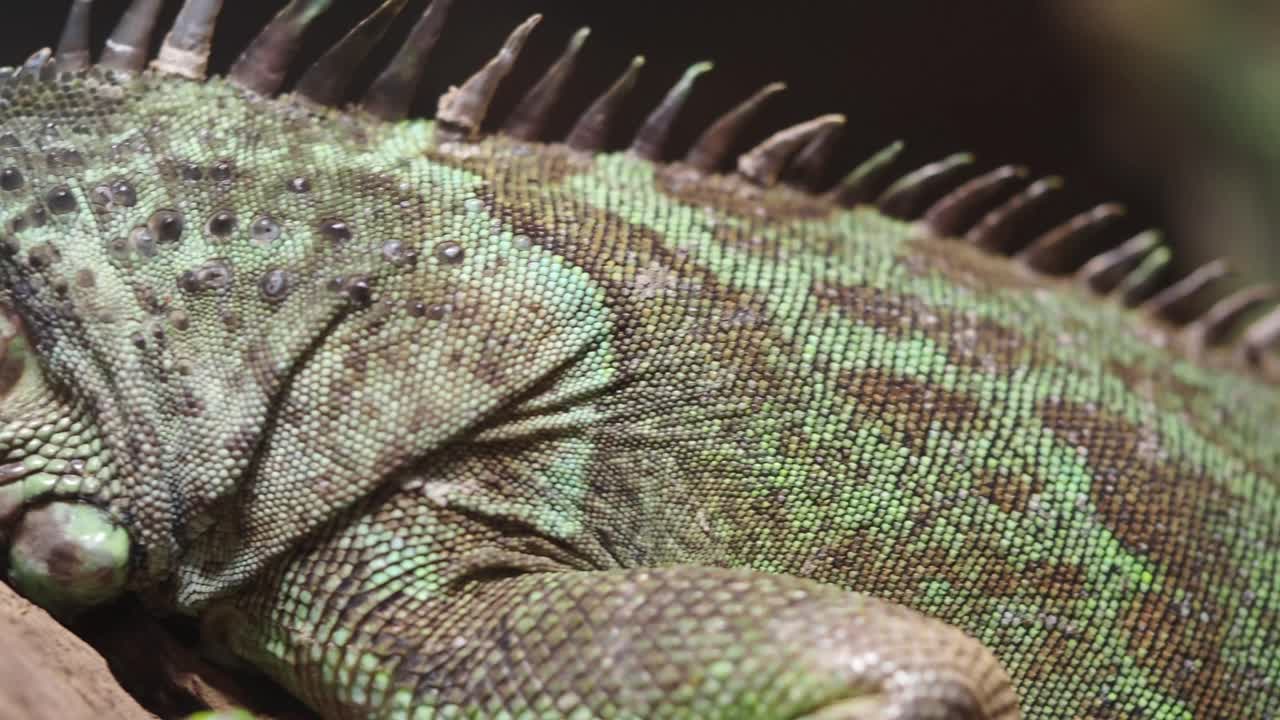 Iguana da vicino