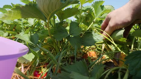 Close-up-of-a-person-picking-fresh-and-ripe-fruit-on-a-strawberry-field