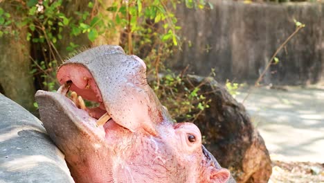 hipopótamo pigmeo abriendo la boca en el recinto del zoológico