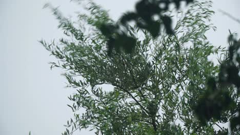 ramas de árboles arrastradas por un fuerte viento