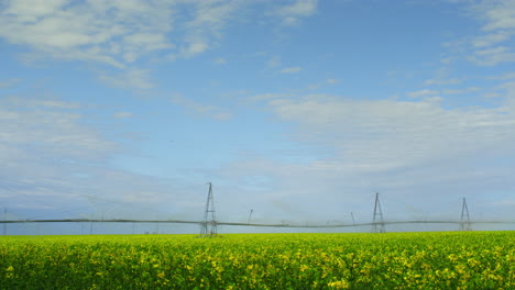 Yellow-flower-canola-field-on-water-horizon-majestic-nature-landscape-background