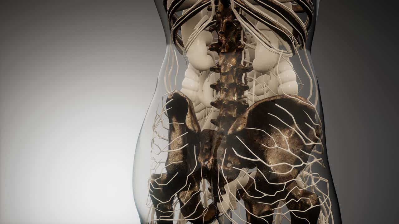 cuerpo humano transparente con huesos visibles