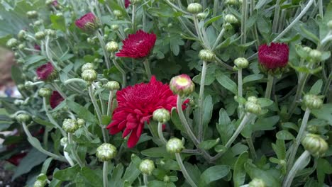 Beautiful-dark-red-mum-on-a-cloudy-afternoon,-close-up