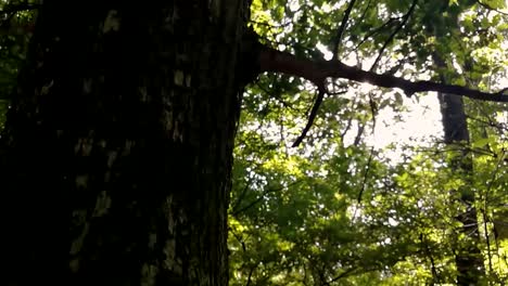 revelador disparo del sol asomándose a través de las hojas verdes de un bosque profundo en un día de finales de verano, inclinado hacia arriba, slomo
