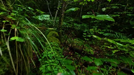 moss-covered log amidst dense green foliage