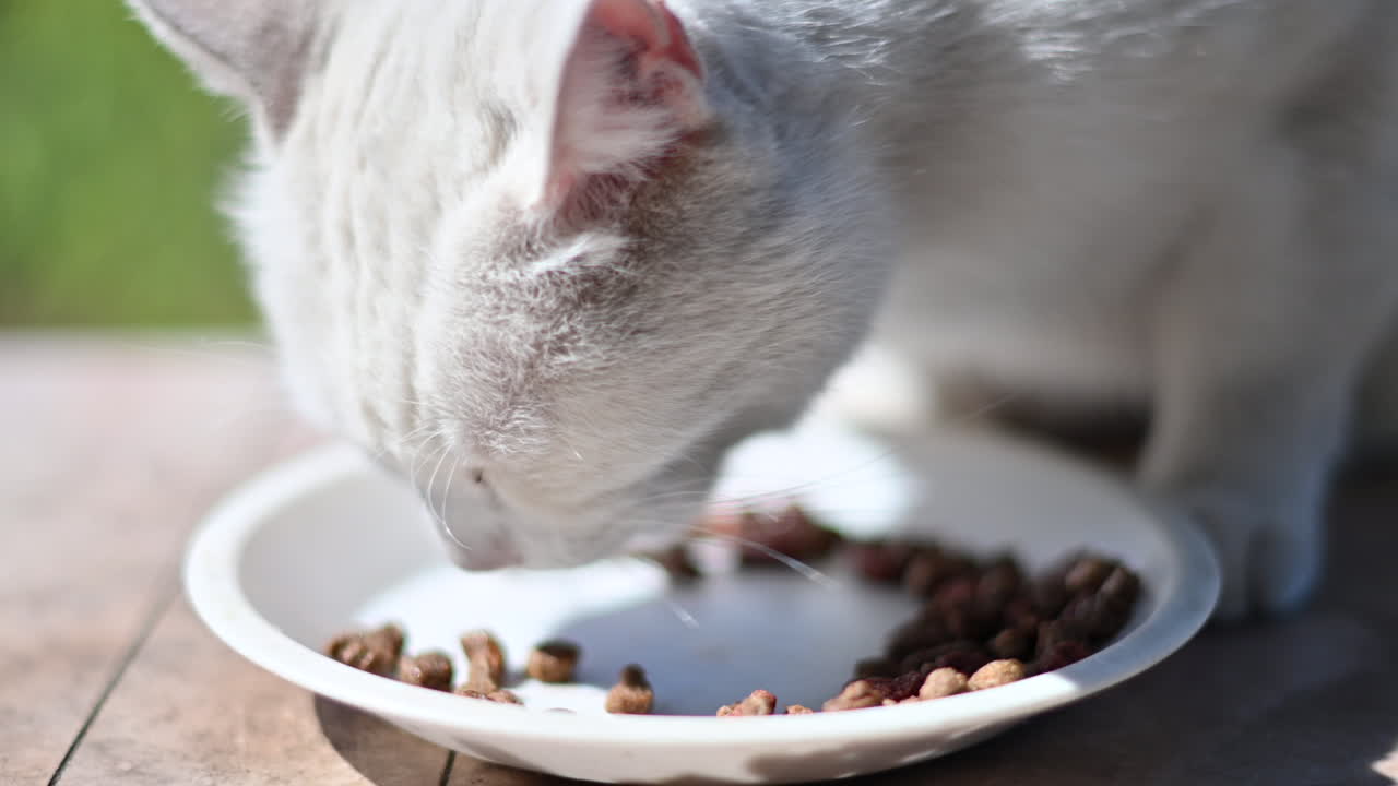 Weiße Katze frisst Futter aus einer weißen Schale im Freien