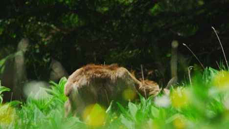 a chamois is eating grass in a vibrant alpine meadow