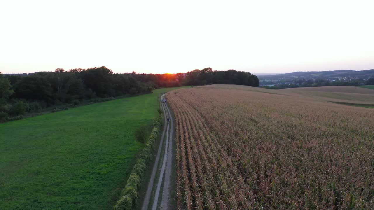 Ein Mann geht während Covid-19 durch die Maisfelder in den Niederlanden. Die Aufnahme entstand während der goldenen Stunde mit der DJI Mavic Pro 2.