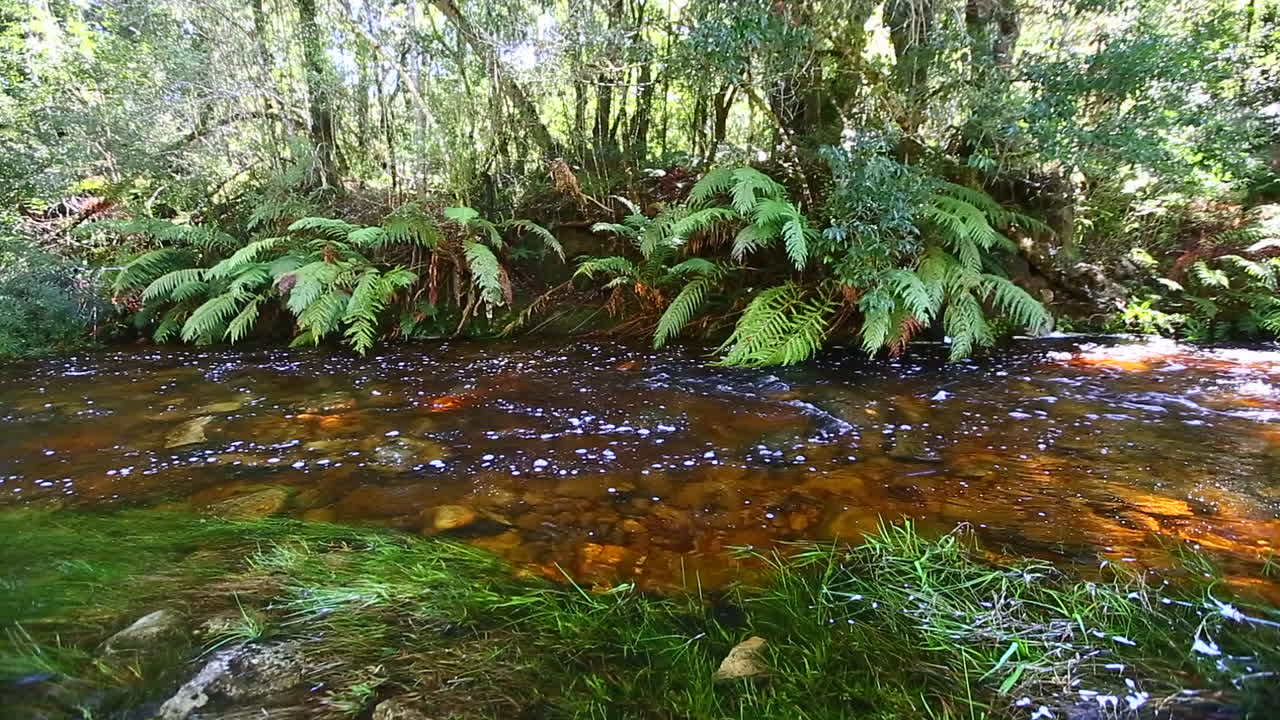 los vapores suaves y silenciosos que corren a través de la sección goudveld del bosque de knysna