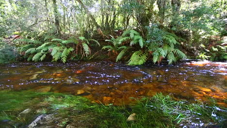 Die-Sanften,-Ruhigen-Dämpfe,-Die-Durch-Den-Knysna-Forest-Goudveld-abschnitt-Strömen