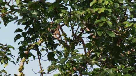 visto descansando en una rama comiendo y luego se mueve hacia arriba seguido por la cámara, civeta de palma de tres rayas arctogalidia trivirgata, tailandia
