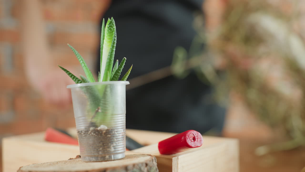 Small green succulent plant in transparent plastic cup with soil placed on wooden surface beside red handled tool, blurred hands in background working with natural materials against rustic brick wall