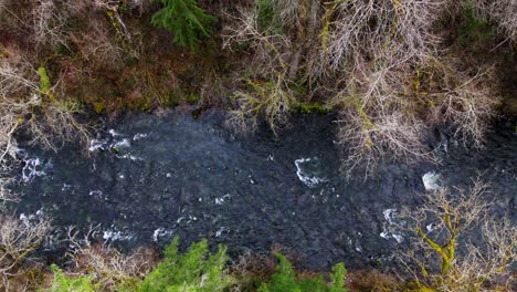 Scenic-Bird's-Eye-view-of-Cedar-River-flowing-through-forest-in-Washington-State