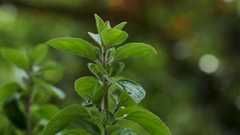 una hermosa planta de mejorana se mueve en el viento durante una toma macro
