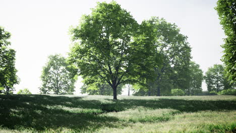 a sunny meadow with trees