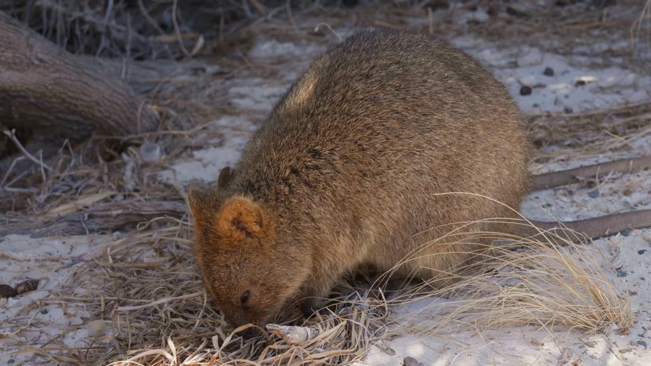 A slow-motion shot of quokkas calmly chewing on grass, showcasing their peaceful behavior in the wild.