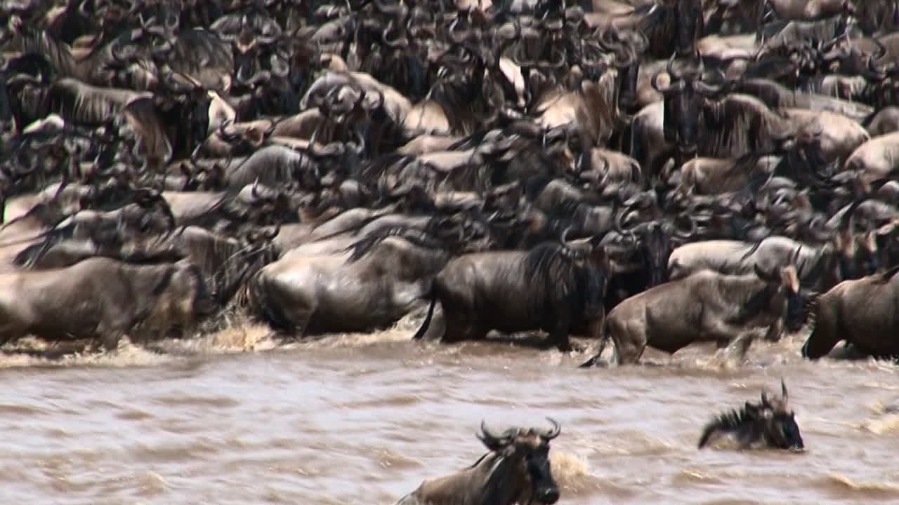 Wildebeests crossing the Mara River