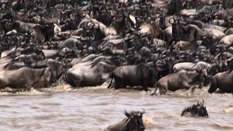 wildebeests crossing the mara river