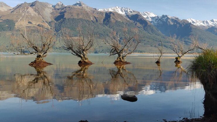 Famously flooded Glenorchy Willow Trees sit in lake water near shore