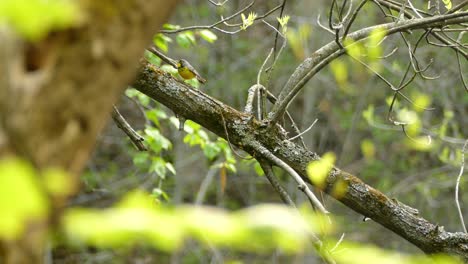 el warbler de canadá se alza en una rama de árbol, rodeado de hojas verdes del bosque