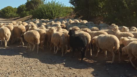 una oveja negra caminando junto con una manada de blancos en un camino de grava