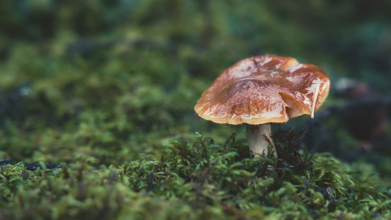 Wild mushroom growing on a mossy ground