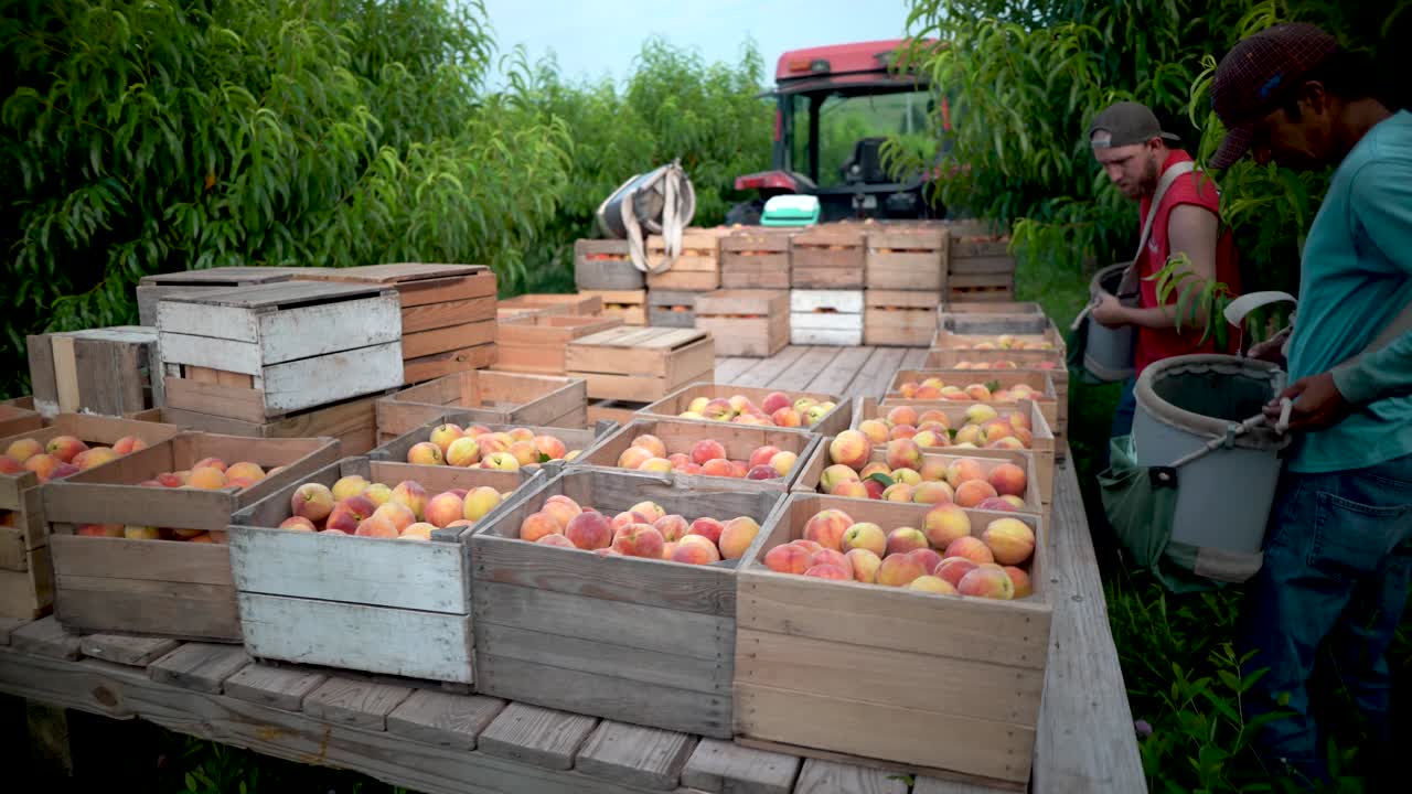 마차에 복숭아를 배열하는 남자의 광각 동작