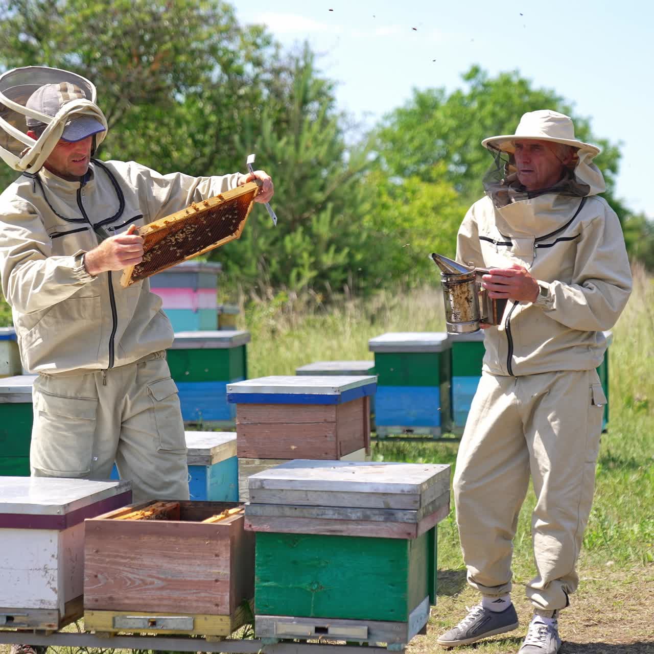 Una coppia di agricoltori professionisti al lavoro nel loro apiario. Uno specialista controlla i telai con le api utilizzando gli strumenti. Natura sullo sfondo