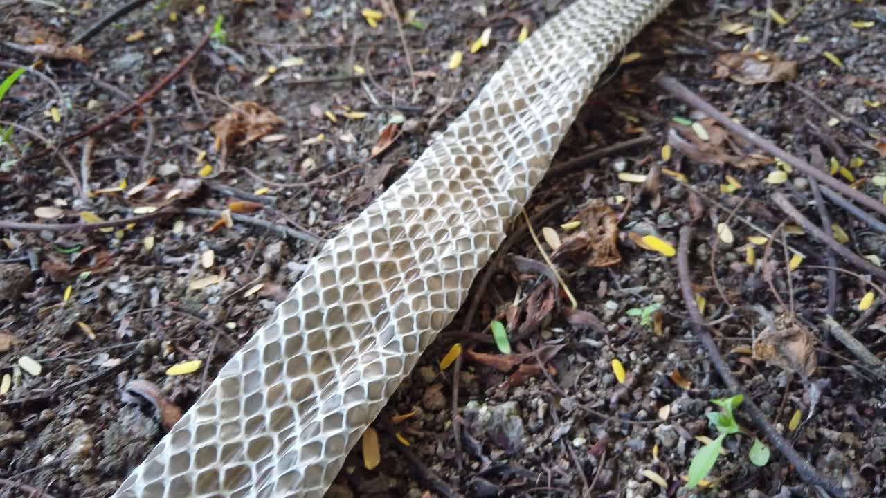la serpiente de rata india, la mucosa ptyas, también conocida como serpiente dhaman, se despojó de la piel en el suelo