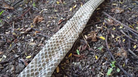 The-Indian-rat-snake,-Ptyas-mucosa-also-known-as-Dhaman-snake-shed-skin-on-the-ground