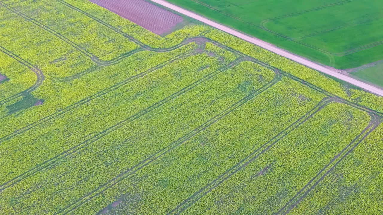 vuelo sobre campo con flores de canola en flor