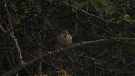 a juvenile sparrow perched in dim light, scanning side to side in brown hues. after a last open-beak call, it launches forward straight at the camera