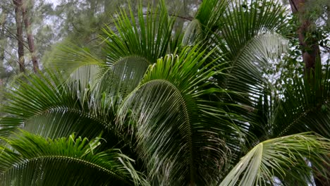 hojas de palma tropical