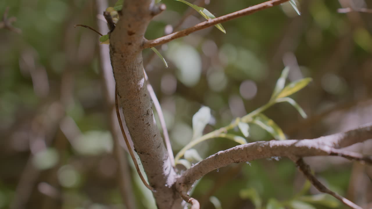 Close-up view of tree trunk with fresh leaves growing while adventurer firmly grasps bark in daylight, highlighting connection with nature and survival instincts in tranquil wooded environment