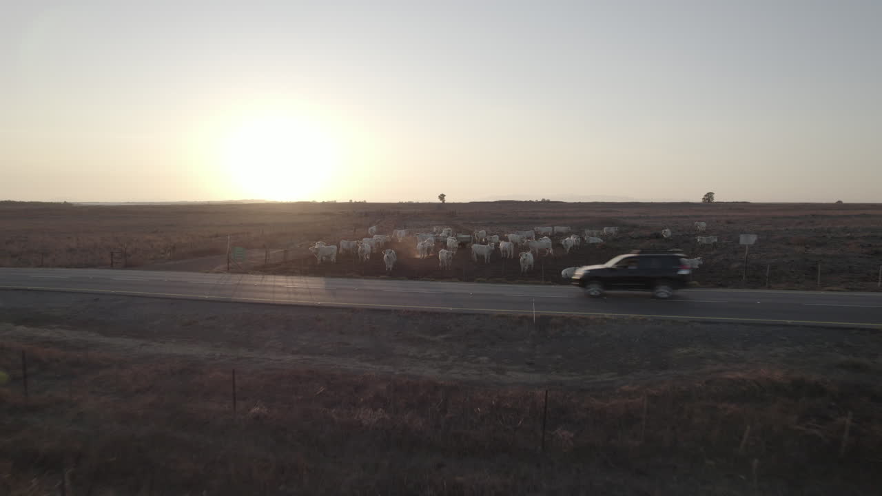 골란 고원의 바살트 토양에 있는 색 넬로어 가축의 영화 촬영: 이스라엘, 지프가 지나가는 오렌지색 일몰 - 땅은 건조하고 갈색이며 배경에는 산이 있습니다.