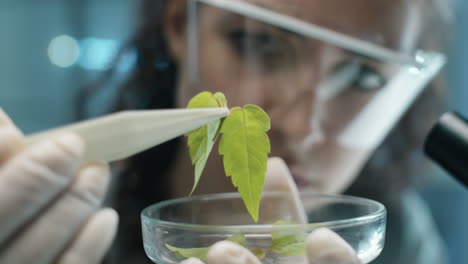 female biologist holding plant leaf with tweezers